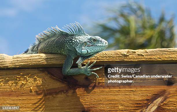 iguana hanging out! - curacao imagens e fotografias de stock