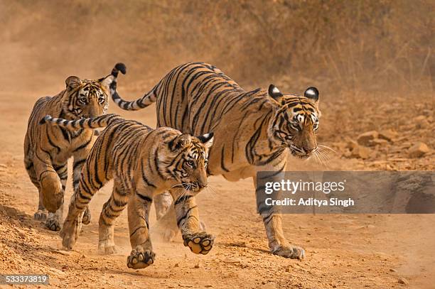 charging tiger cubs and their mother - drei tiere stock-fotos und bilder