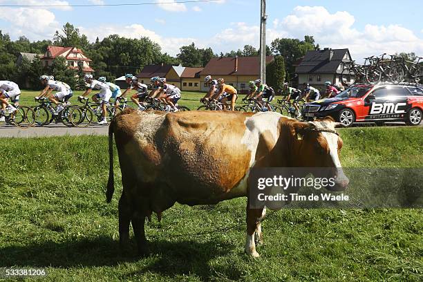 70th Tour of Poland/ Stage 5 Ilustration Ilustratie/ Peloton Peleton/ Landscape Paysage/ Cow Vache/ Nowy Targ - Zakopane Tour de Pologne Ronde Van...
