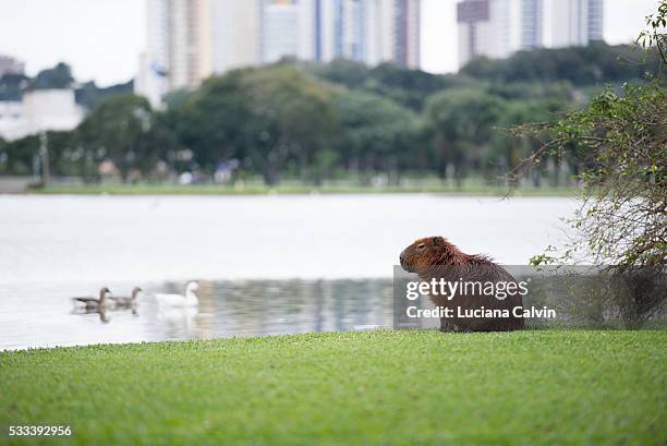 capivara looking over cityscape in barigui park curitiba, brazil - curitiba stock-fotos und bilder