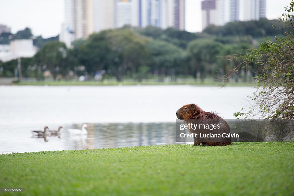 Capivara looking over cityscape in Barigui Park Curitiba, Brazil
