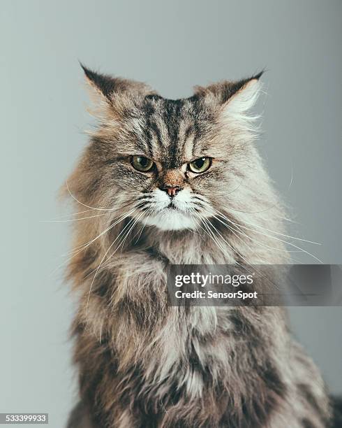 suspicious cat portrait - long brown hair stock pictures, royalty-free photos & images