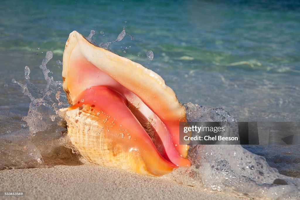 Pink peach conch shell in wave