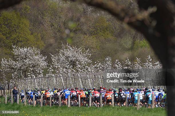 50th Amstel Gold Race 2015 Illustration Illustratie / Peleton Peloton / Flowers Fleur Bloemen Forest Bois Bos / Landscape Paysage Landschap /...