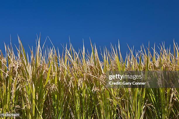 Mon Rice Stalks 151 Japanese Rice Stalks Stock Photos, High-Res Pictures, and Images ...