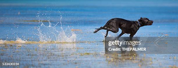 black labrador mix speeding - labrador running stock pictures, royalty-free photos & images