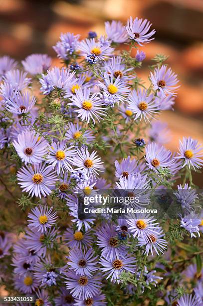 lavender aster novi-belgii in full bloom - aster novi belgii stock pictures, royalty-free photos & images