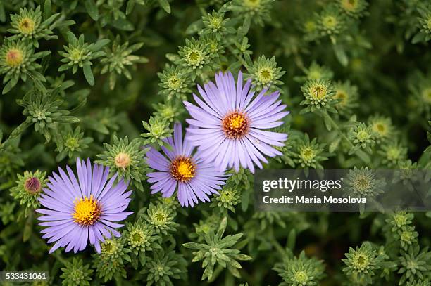 lavender aster novi-belgii in full bloom - aster novi belgii stock pictures, royalty-free photos & images