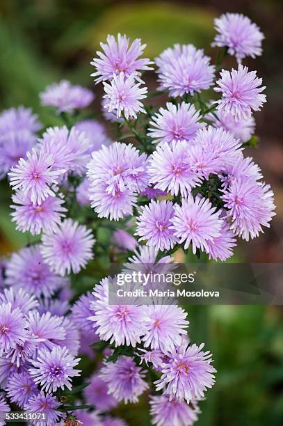 lavender aster novi belgii in full bloom - aster novi belgii stock pictures, royalty-free photos & images