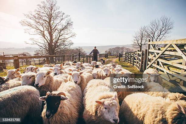 mener un troupeau de moutons - chien de berger photos et images de collection