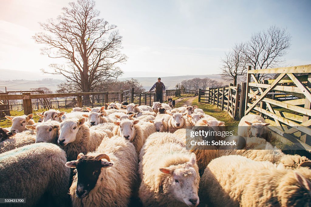 Herding Sheep