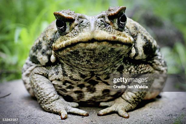 Cane Toad is exhibited at Taronga Zoo August 9, 2005 in Sydney, Australia. The Cane Toad, which is poisonous, is reportedly being blamed for the...