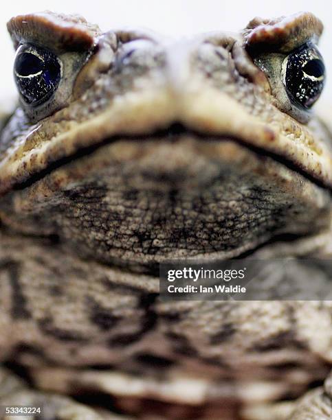 Cane Toad is exhibited at Taronga Zoo August 9, 2005 in Sydney, Australia. The Cane Toad, which is poisonous, is reportedly being blamed for the...