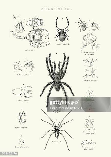 natural history - arachnida - spiders and scorpion - pseudoscorpion stock illustrations