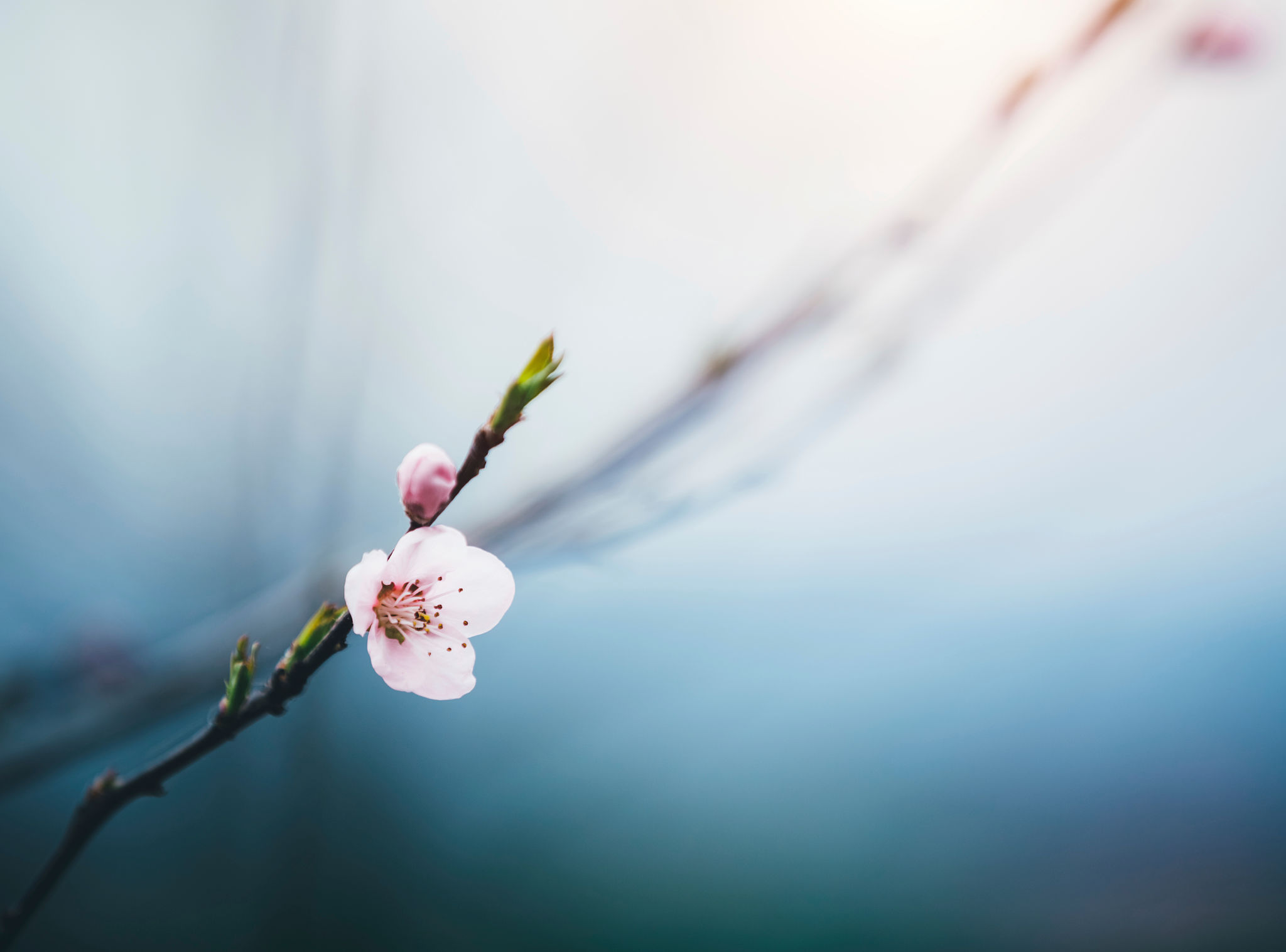 spring blossoms