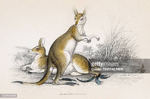 kangaroo engraving 1855 - australia mammal stock illustrations