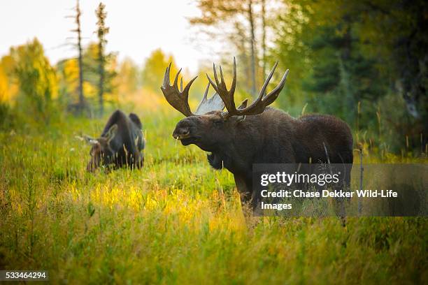 bull moose - majestic deer stock pictures, royalty-free photos & images