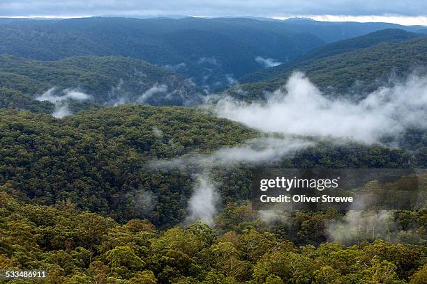 eucalyptus forest - carbon capture stock-fotos und bilder