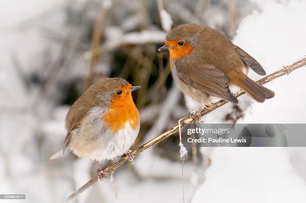 Two Robins
