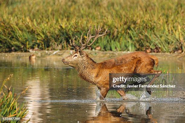 a male deer running through water - kronhjort bildbanksfoton och bilder