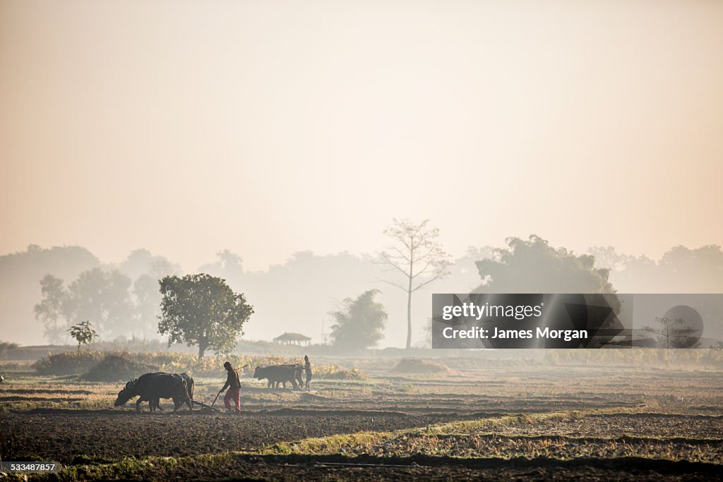 Farming with buffalo in Nepal