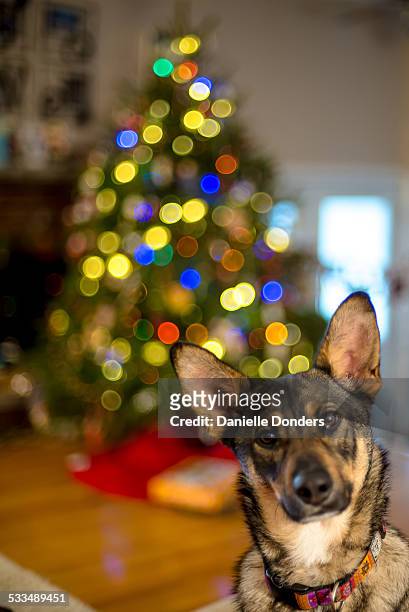 curious dog in front of christmas tree - german shepherd sitting stock pictures, royalty-free photos & images