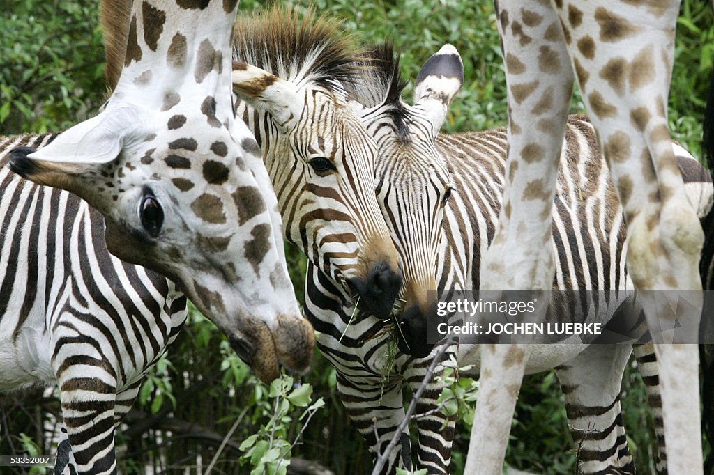 Two striped mountain zebras are seen beh