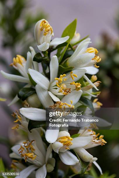 close-up of orange blossom blooming on field - seville oranges stock pictures, royalty-free photos & images