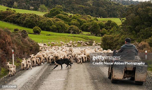 sheep farmer - new zealand farmer stock pictures, royalty-free photos & images