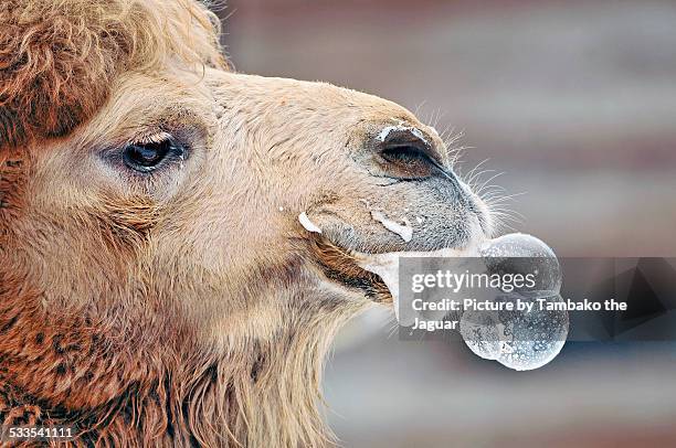 camel making bubbles - kamel bildbanksfoton och bilder