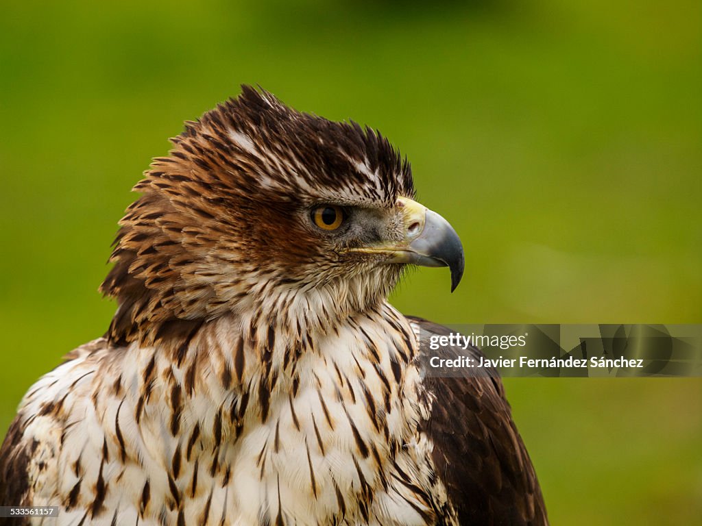 Bonelli's eagle (Aquila fasciatus)