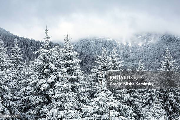 snowy mountain forest - winter solstice stock pictures, royalty-free photos & images