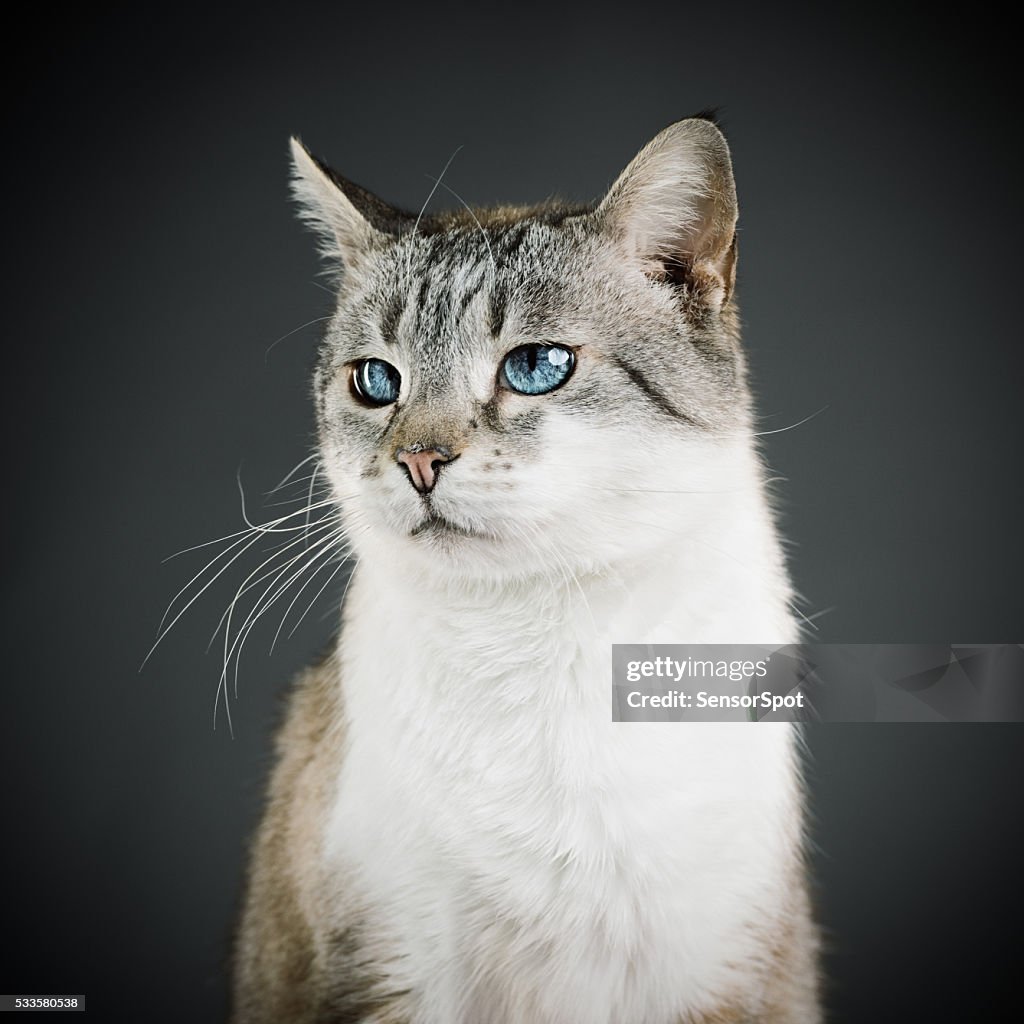 Portrait of a mixed breed cat with blue eyes.