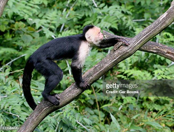 white throated capuchin monkey climbing - white throated capuchin monkey stock-fotos und bilder