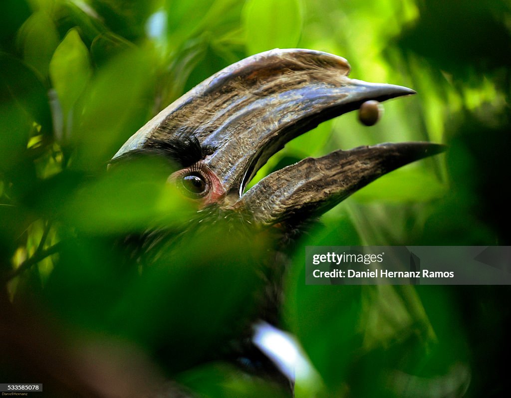 Trumpeter hornbill. Ceratogymna bucinator
