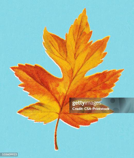 autumn yellow leaf - fall leaf stock illustrations