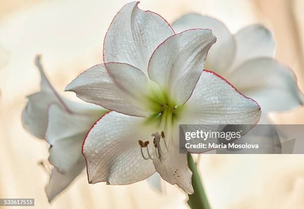 amaryllis picotee houseplant flowers - hippeastrum picotee stock pictures, royalty-free photos & images