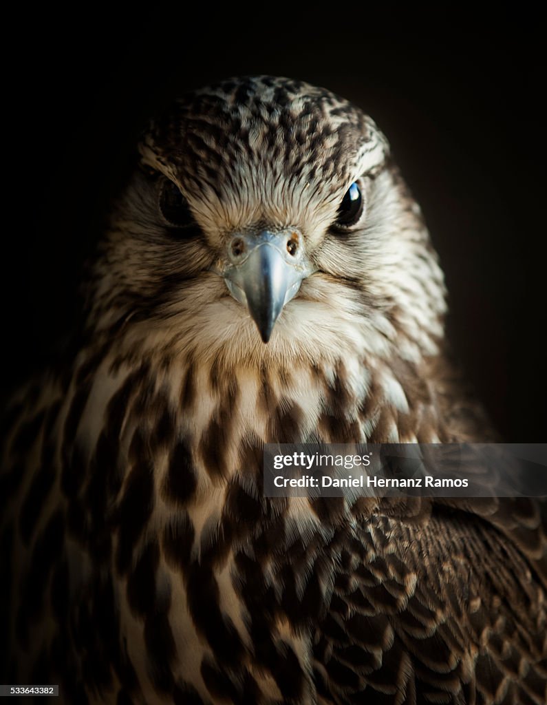 Saker falcon. Falco cherrug