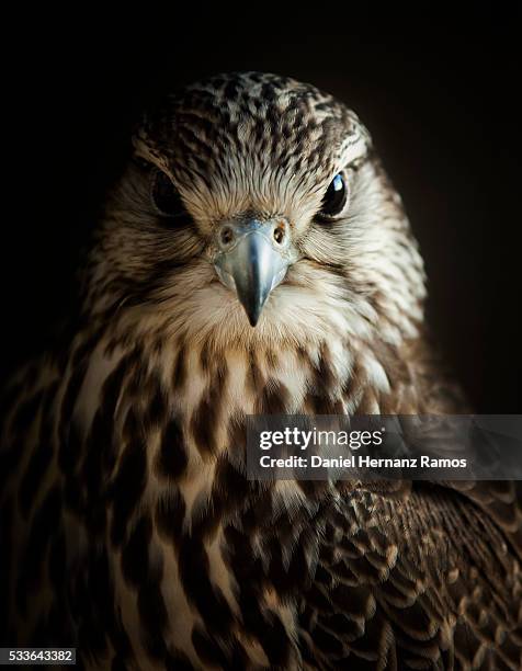 saker falcon. falco cherrug - falk bildbanksfoton och bilder