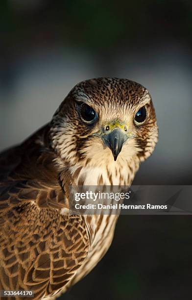 peregrine falcon. falco peregrinus - peregrine falcon stock-fotos und bilder