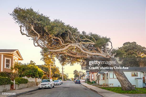 the tree with a mind of its own - pacific grove, ca - city of monterey californië stockfoto's en -beelden