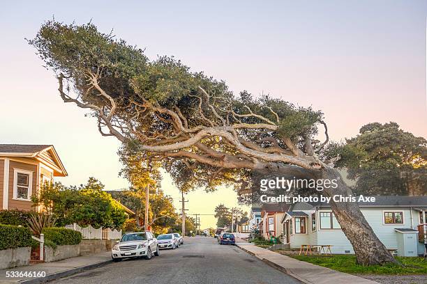 The tree with a mind of its own - Pacific Grove, CA