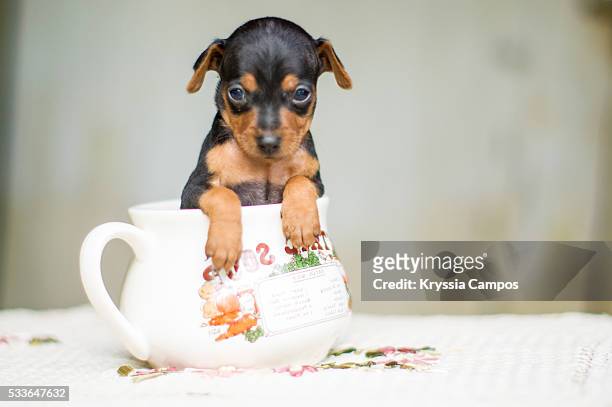 portrait of cute puppy in soup cup on table - doberman puppy stock pictures, royalty-free photos & images