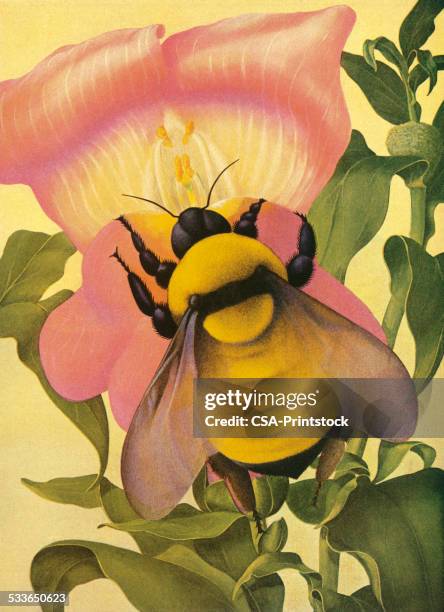 bee and flower - bumblebee stock illustrations