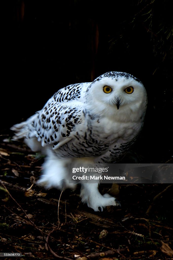 Snowy Owl