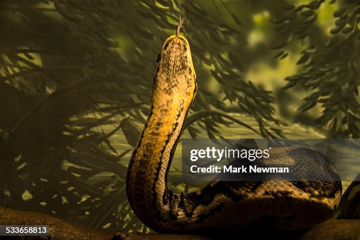 Reticulated Python Reticulated Python