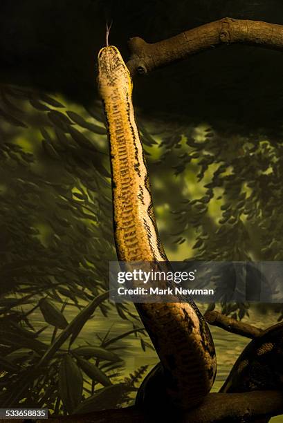 Guam Python 3,190 Giant Python Stock Photos, High-Res Pictures, and Images - Getty ...