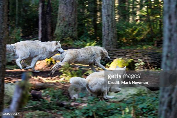 white wolf running - wolfpack stock pictures, royalty-free photos & images