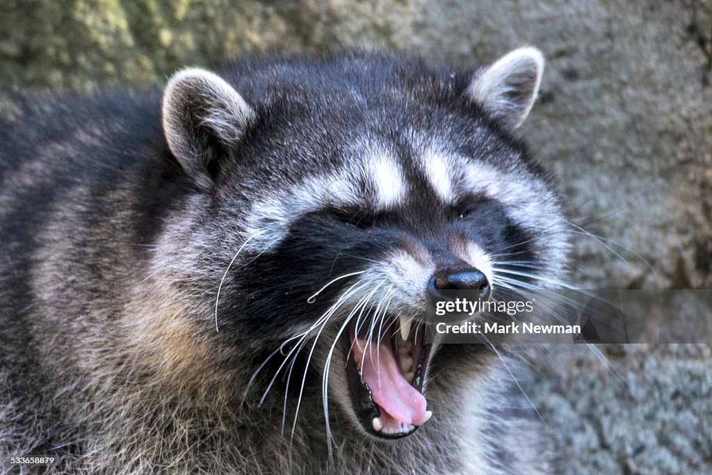 Raccoon