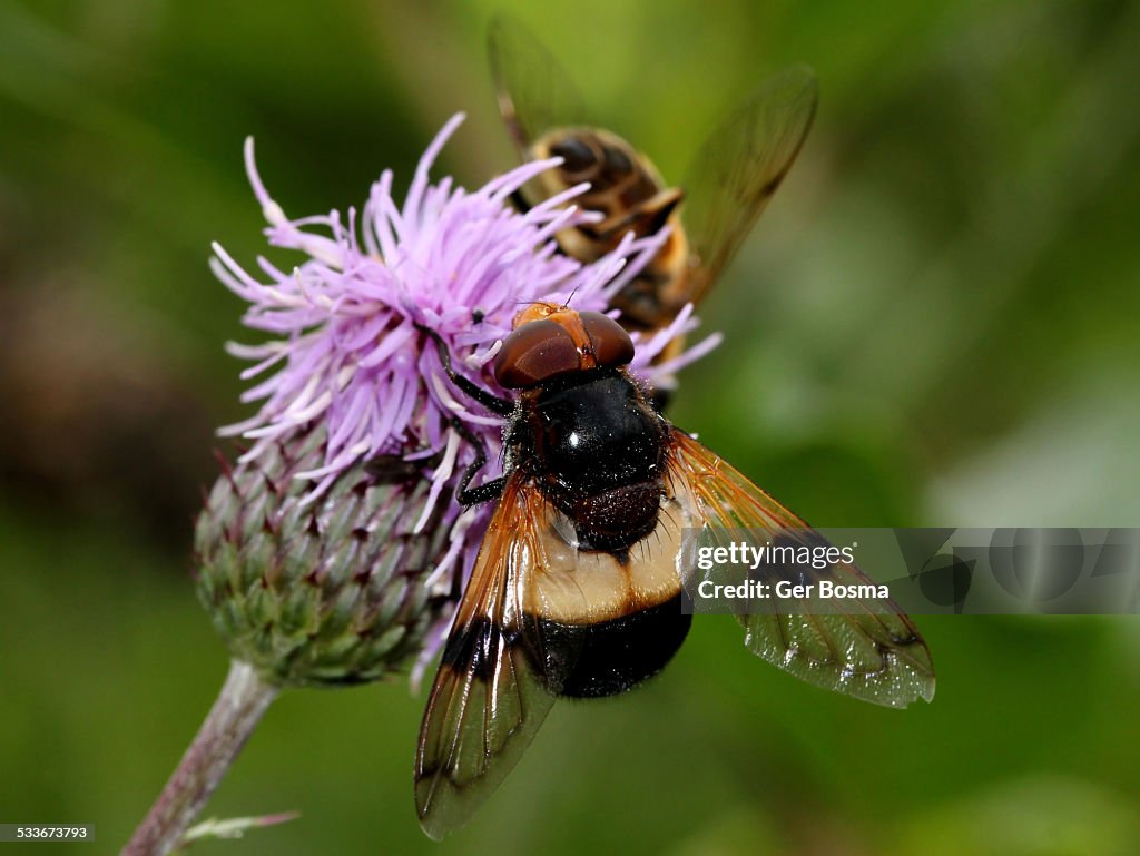 Pellucid Fly (Volucella pellucens)